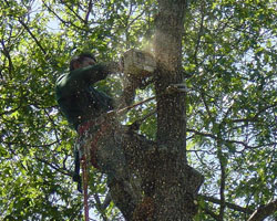 Tree Pruning